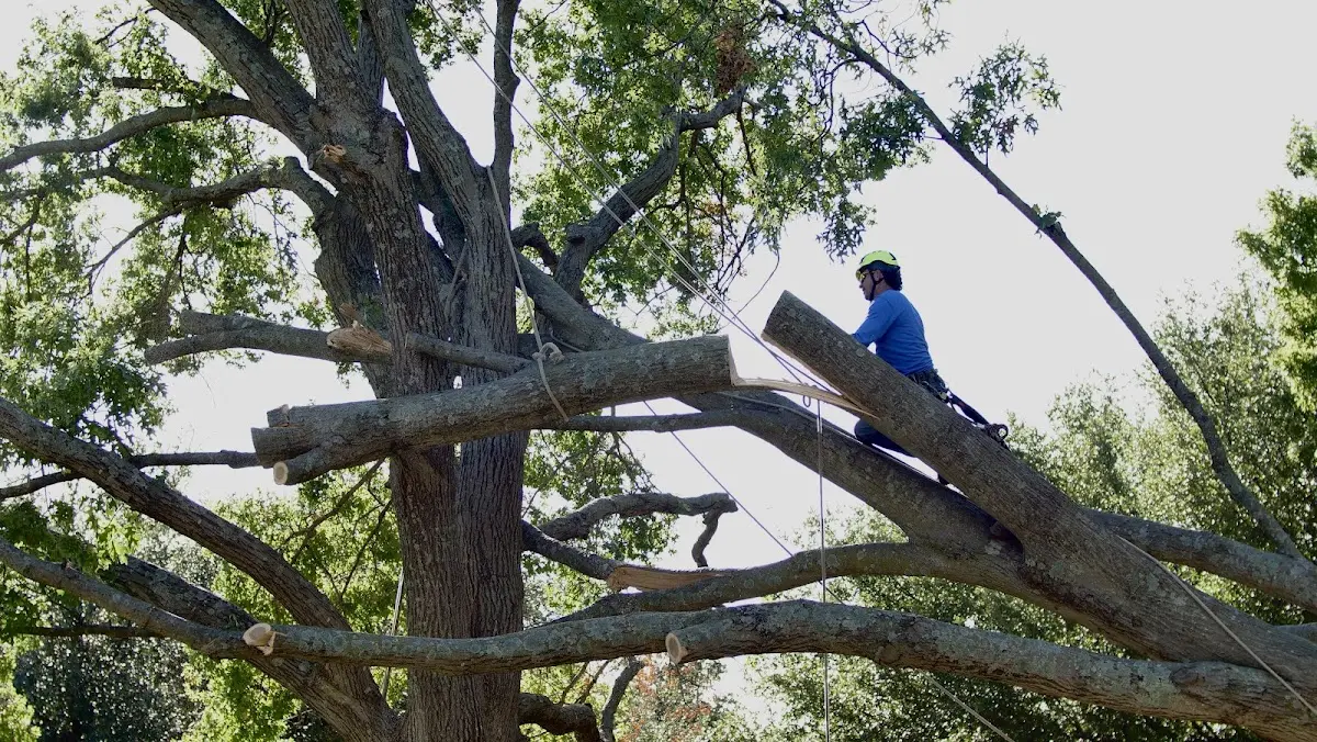 Professional Hazardous Tree Removal performed by certified arborists in New Caney