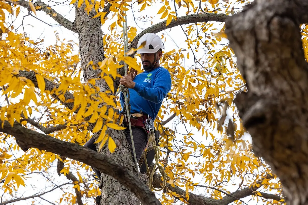 Skilled Storm Damage Cleanup crew working in New Caney
