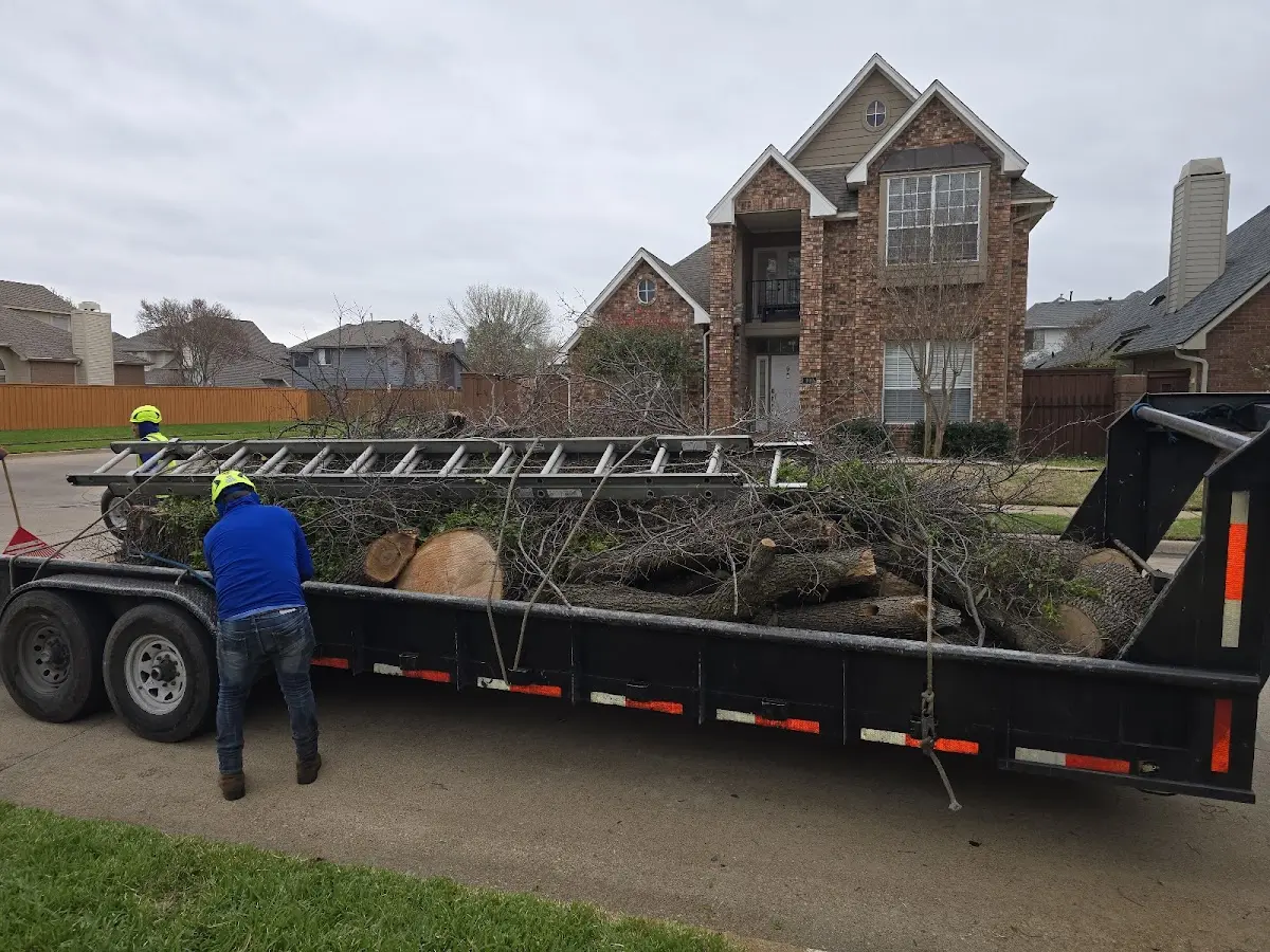 Expert Deadwooding with proper safety equipment in New Caney